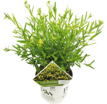 Hypericum Pflanze im Topf