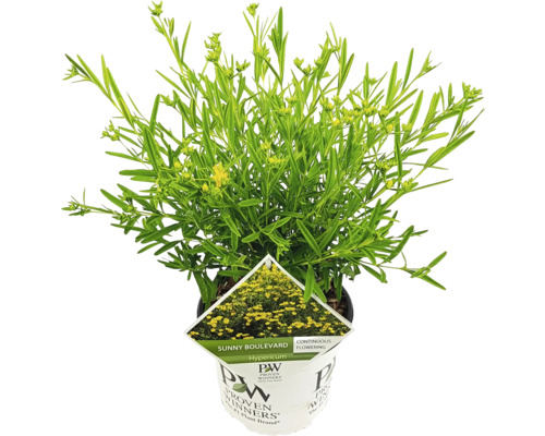 Hypericum Pflanze im Topf
