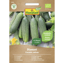 FloraSelf Diamant Einlegegurke Samen für circa 14 Pflanzen