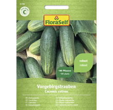 FloraSelf Saatgut Vorgebirgstrauben, circa 80 Pflanzen