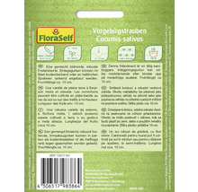 Samenpackung Vorgebirgstrauben, botanisch Cucumis sativus