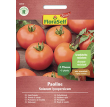 FloraSelf Paoline Salat-Tomatensamen, krankheitsresistent, ergibt circa 5 Pflanzen