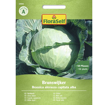 Brunswijker Weißkohl Samenpackung von FloraSelf