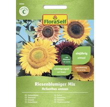 FloraSelf Sonnenblumenmischung Samenpackung für einjährige, schnell wachsende Schnittblumen mit Ertrag von circa 30 Pflanzen