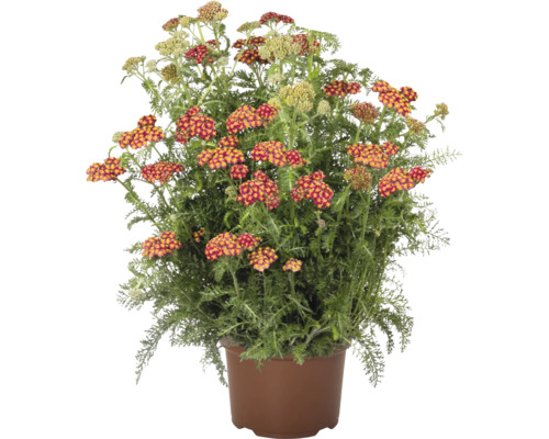 Schafgarbe Pflanze im Topf