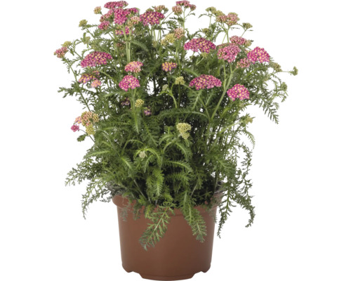 Blühende Schafgarbe im Topf