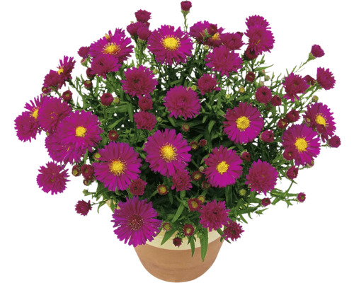 Herbstastern in einem Blumentopf