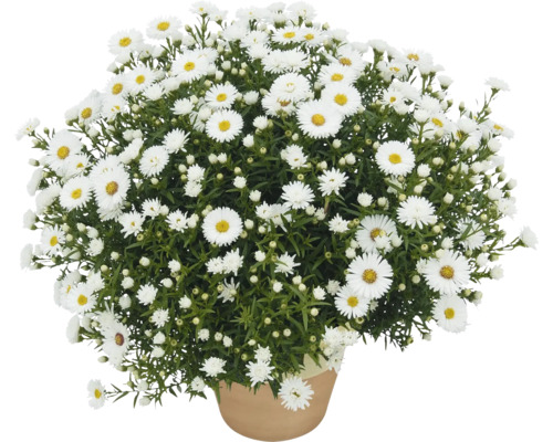 Topf mit buschigen, weißen Herbstastern