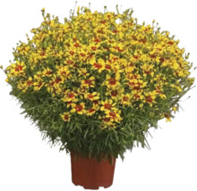 Topf mit Coreopsis-Pflanze mit gelben und roten Blüten.