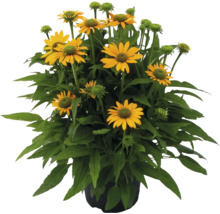 Gelbe Rudbeckia in einem Topf