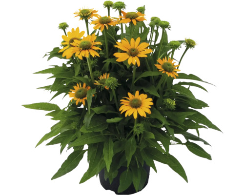 Gelbe Rudbeckia in einem Topf