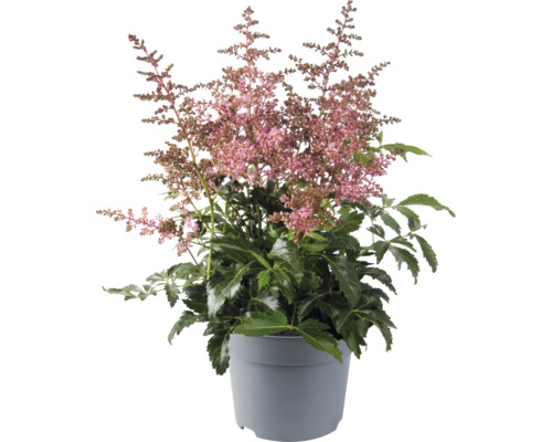 Astilbe Pflanze im Topf