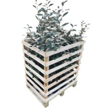 Ölweide im Holzverschlag auf einer Palette