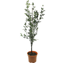 Zitronenbaum im Topf