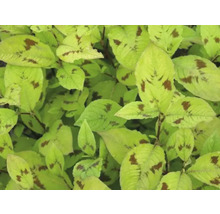 Knöterich FloraSelf Persicaria virginiana ‘Lance Corporal’ Co 0,5 L