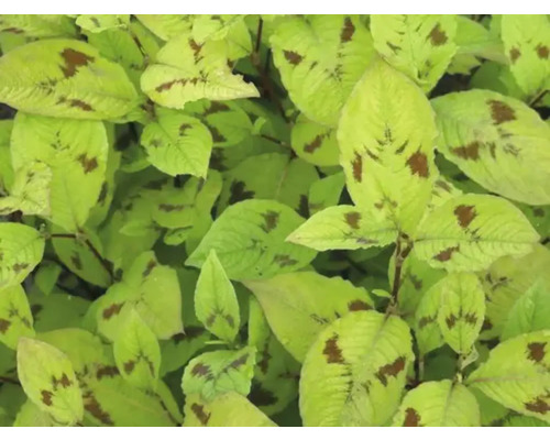 Knöterich FloraSelf Persicaria virginiana ‘Lance Corporal’ Co 0,5 L