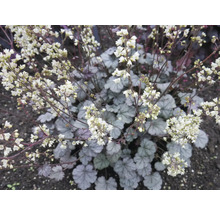 Blühende Purpurglöckchen Pflanze im Garten