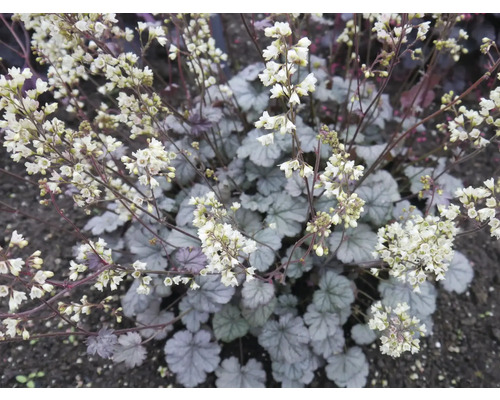 Purpurglöckchen FloraSelf Heuchera 'Flores Snow' Co 0,5 L