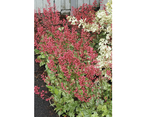 Purpurglöckchen FloraSelf Heuchera 'Paris' Co 0,5 L