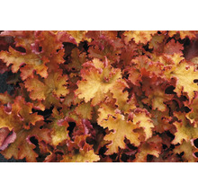 Nahaufnahme von Heuchera-Blättern