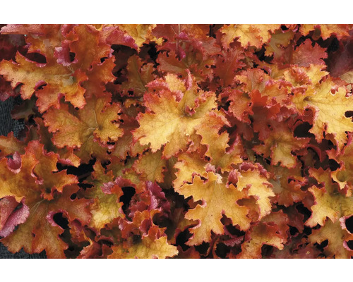Purpurglöckchen FloraSelf Heuchera 'Zipper' Co 0,5 L laubschön