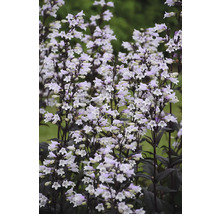 Aufnahme einer Bartfaden-Pflanze mit vielen kleinen, glockenförmigen Blüten