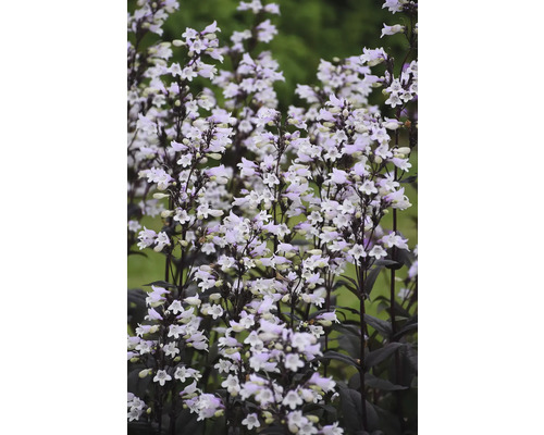 Bartfaden FloraSelf Penstemon digitalis 'Onyx and Pearls' Co 0,5 L