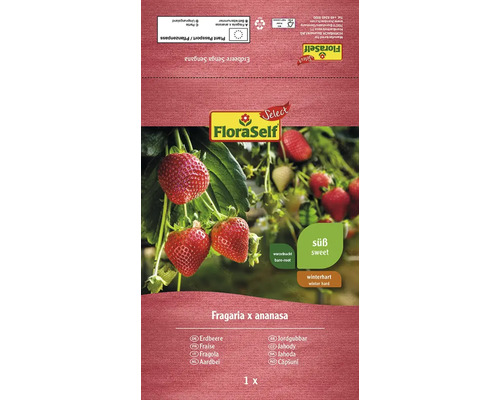 Erdbeer-Rhizom FloraSelf Select 'Senga Sengana' 1 Stk.