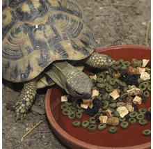 Eine Schildkröte isst aus einer Schüssel mit Futter.