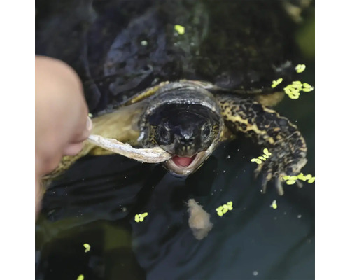 Nahaufnahme einer Schildkröte, die im Wasser Futter aus der Hand frisst