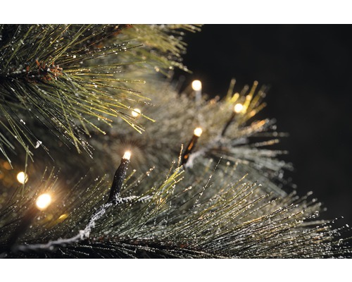 Nahaufnahme einer Lichterkette an einem mit Schnee bedeckten Nadelbaum