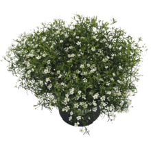 Gipskraut Pflanze im Topf