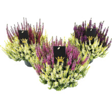 Drei Heidekrautpflanzen im Topf mit Etikett