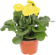 Gelbe Gerbera im Topf