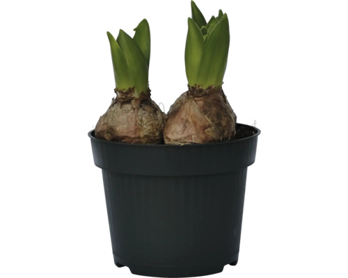 Zwei Hyazinthenzwiebeln in einem schwarzen Topf.