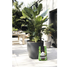 Szene im Freien mit grossblättriger Pflanze in einem runden Pflanzgefäss und einer Packung Pflanzerde