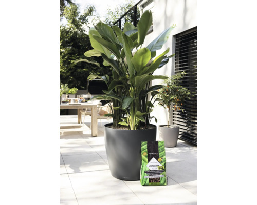 Szene im Freien mit grossblättriger Pflanze in einem runden Pflanzgefäss und einer Packung Pflanzerde