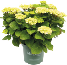 Gelbe Magical Hydrangea im Topf