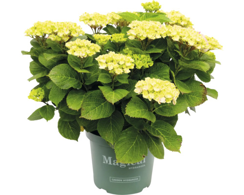 Gelbe Magical Hydrangea im Topf