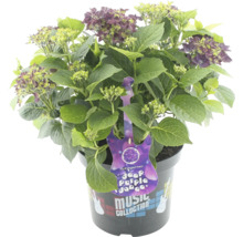 Gartenhortensie ''Deep Purple Dance'' im Topf