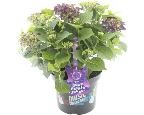 Gartenhortensie ''Deep Purple Dance'' im Topf