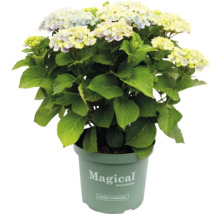 Magical Hydrangea im Topf
