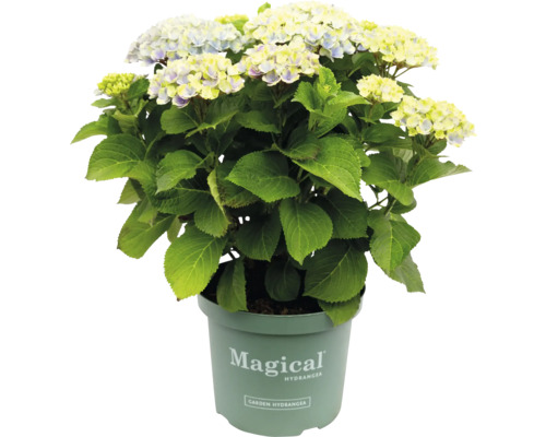 Magical Hydrangea im Topf