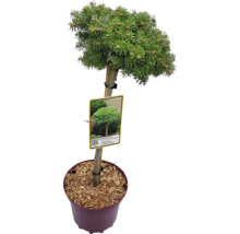 Zuckerhutfichte im Topf