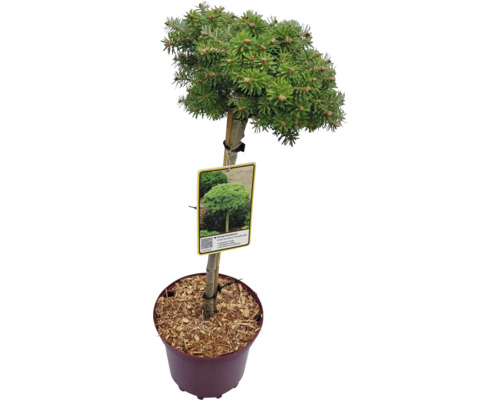 Zuckerhutfichte im Topf