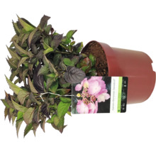 Gartenhortensie Daredevil in einem Topf