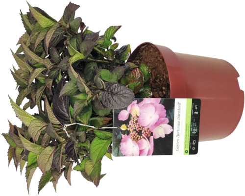 Gartenhortensie Daredevil in einem Topf