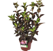 Hortensie im Topf mit grünen und braunen Blättern