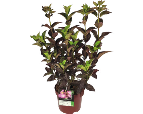 Hortensie im Topf mit grünen und braunen Blättern