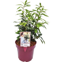 Lorbeerbaum im Topf mit Etikett